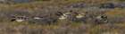 A flock of Canadian geese take flight across the sage brush landscape at Bosque del Apache. Art Print